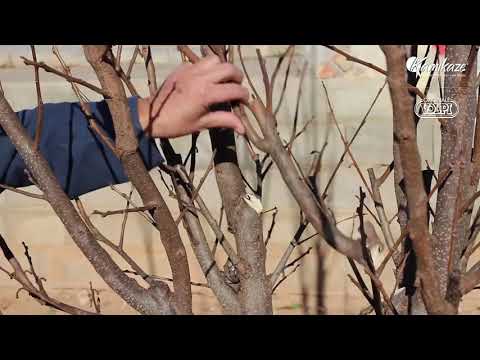 Volpi - ვენახის და ბაღის იტალიური ელექტრო სეკატორები და საბერტყები ზეთისხილი/ნუში/კაკალი/ხილი