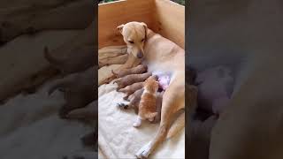 Hungry Kitten Seeks Love From Dog Mom! The Look On Her Face Says It ALL! 🥹🐱🐶💕#kitten #dogmom