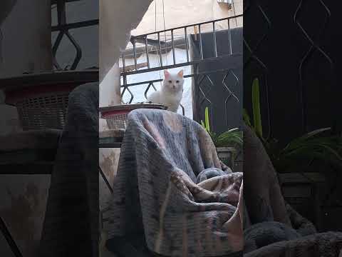 ومن الشباك لرميلك حالي