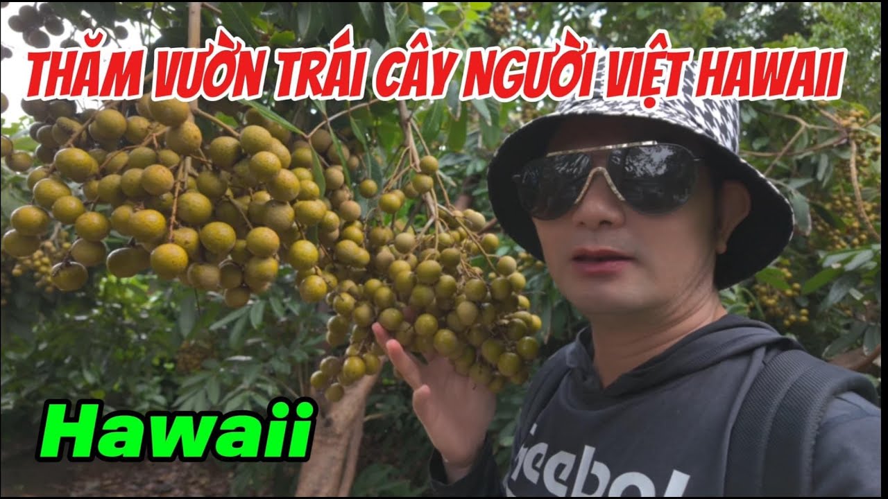 Hawaii 46-Thăm Vườn Trái Cây Người Việt Tại Honolulu Hawaii