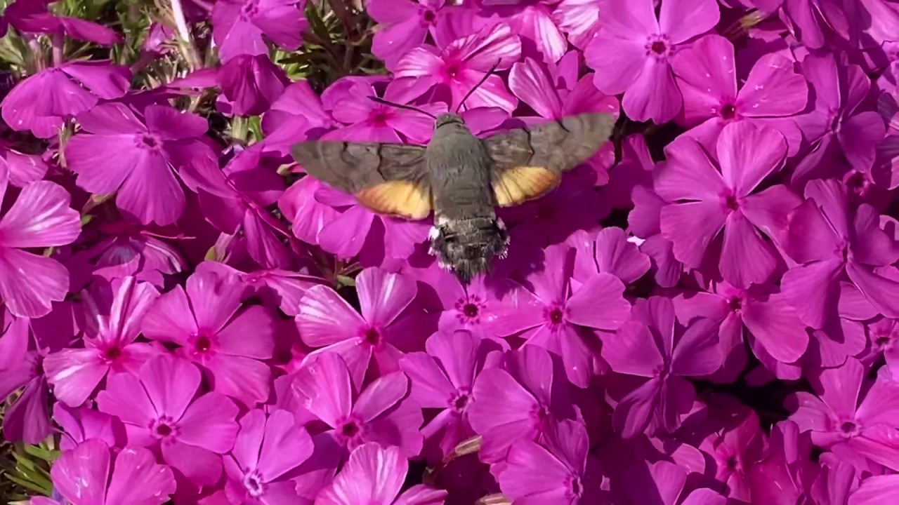 Sfinge del galio o sfinge colibrì 4K