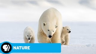 NATURE | Snow Bears | Official Preview | PBS