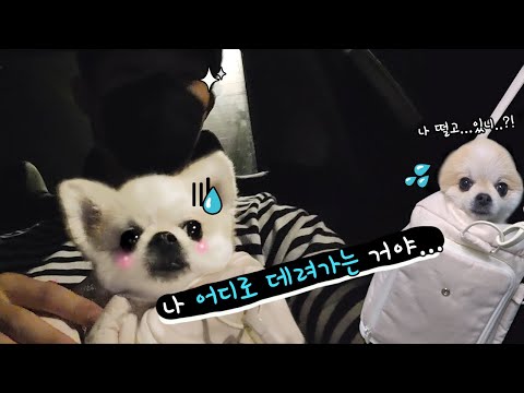 댕댕이 드디어 비행기 태웠습니다 | 강아지와 여행 떠나는 남자