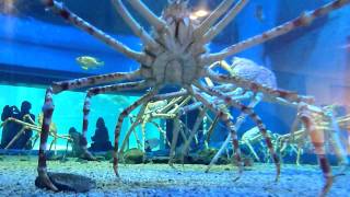 Japanese Spider Crabs