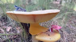 Folding Frog BBC Documentary