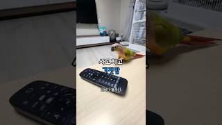 거짓말하다 딱 걸린 순간 #앵무새 #parrot