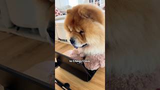 Our Chow Chow’s Secret Christmas Wish