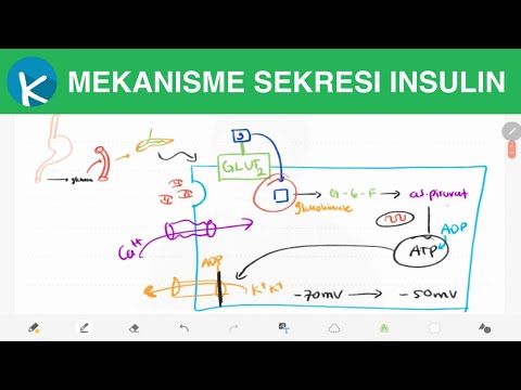 Fisiologi Hormon Insulin (3/4) - Mekanisme Sekresi Insulin (GLUT2, Glikolisis dan ATP)