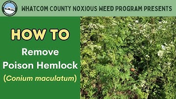 Noxious Weeds  Poison Hemlock Removal