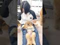姉の◯◯サイズとゴルパピのサイズを測ってみた✨イヤイヤ期の赤ちゃんゴルパピ#goldenretriever #dog #箱入りクッキーはゴールデンレトリバー