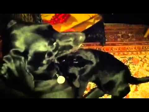 Cat loves dog, Ollie and Pippen at play Cat loves dog, Ollie and Pippen at play