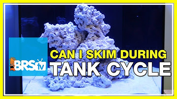 FAQ #30: Should I run my protein skimmer during my tank cycle, and while curing rock?