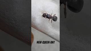 new Indian big headed ant Queen 👑 #ant #ants #antcolony #antkeeping #woodants #antresearch #antfarm