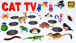 3d TV for Cats | Mouse Hide & Seek in Jerry Mice Holes for Cats Entertainment 😻 Cat Games On Screen screenshot 4