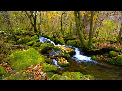 Autumn Ambience Peaceful Forest Stream Amidst Autumn Foliage