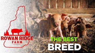 Best BREED of pigs for meat? That’s the WRONG question!