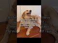 #sponsored #betterwild #dogallergies #dogsoftiktok #dogs