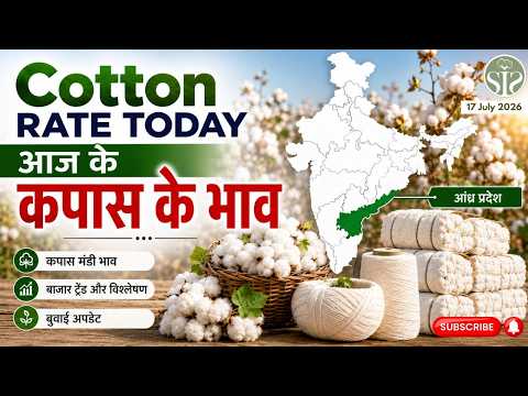 Cotton rate today: आज के कपास के भाव 🤔 #kapas  #youtube