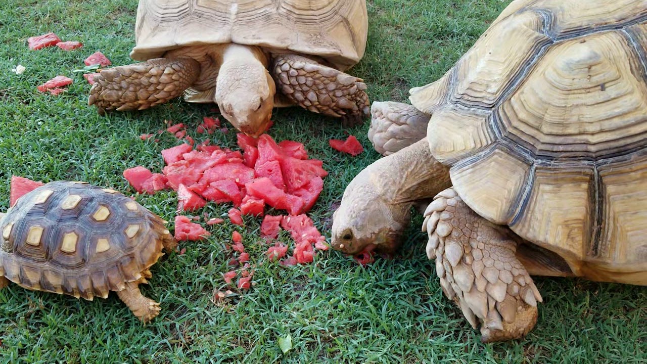 Shelby, Saleen and baby sulcata tortoises eating leftovers watermelon