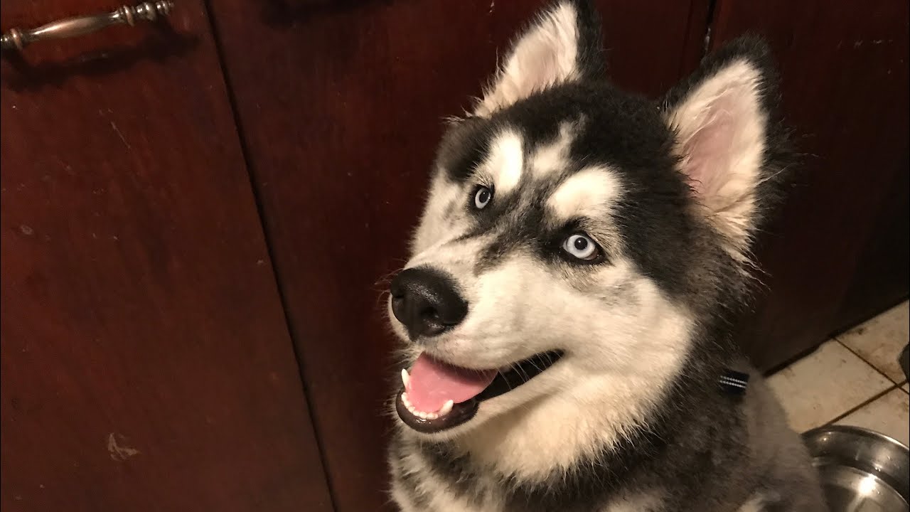 Two Very Wet Siberian Huskies YouTube