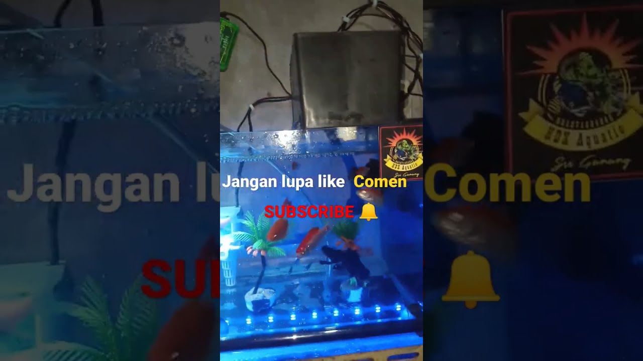 Tips Merancang Akuarium Tanpa Tanaman Hidup