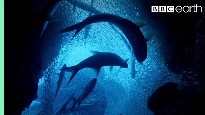 ONE HOUR Of Amazing Ocean Moments | BBC Earth