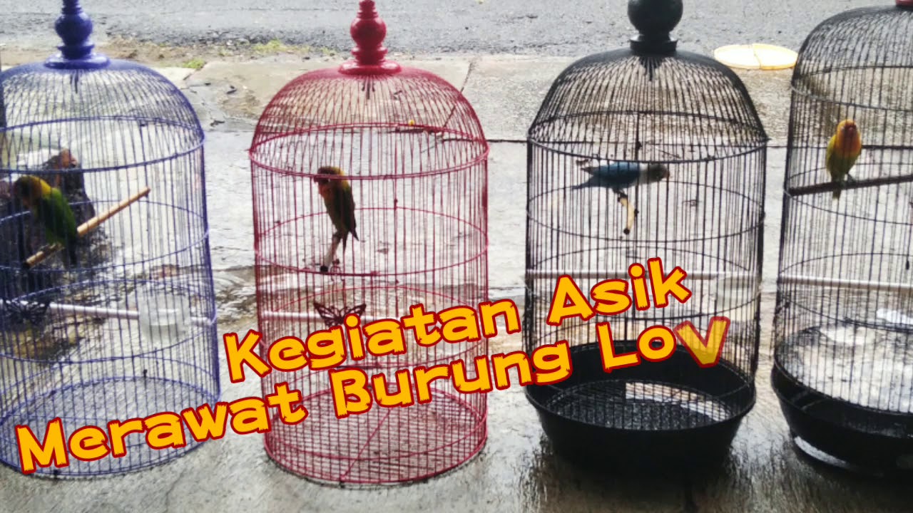 Kegiatan Asik Merawat Burung Lovebird 