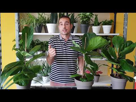 TRUCOS de EXPERTO para CUIDAR tu FICUS LYRATA o PANDURATA (árbol lira)
