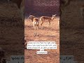 تعرف على سلوك الغزلان العدائي تجاة بعضها Zenahplants Shortsvideo Nature حدائق غزلان 