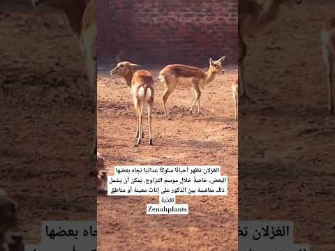 تعرف على سلوك الغزلان العدائي تجاة بعضها Zenahplants Shortsvideo Nature حدائق غزلان