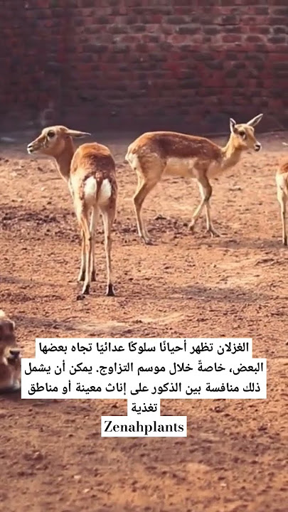 تعرف على سلوك الغزلان العدائي تجاة بعضها @zenahplants #shortsvideo #nature #حدائق #غزلان