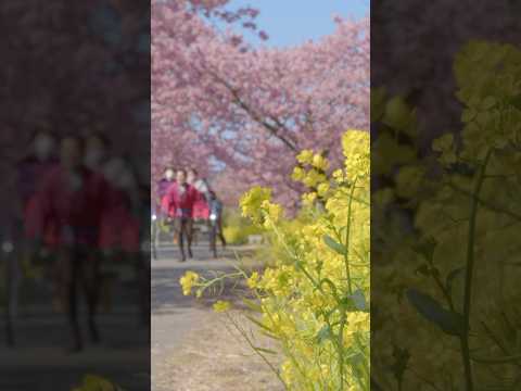 南伊豆の河津桜 Japan Beautiful Kawazu Sakura Cherry Blossoms in Minami-Izu みなみの桜と菜の花まつりの風景