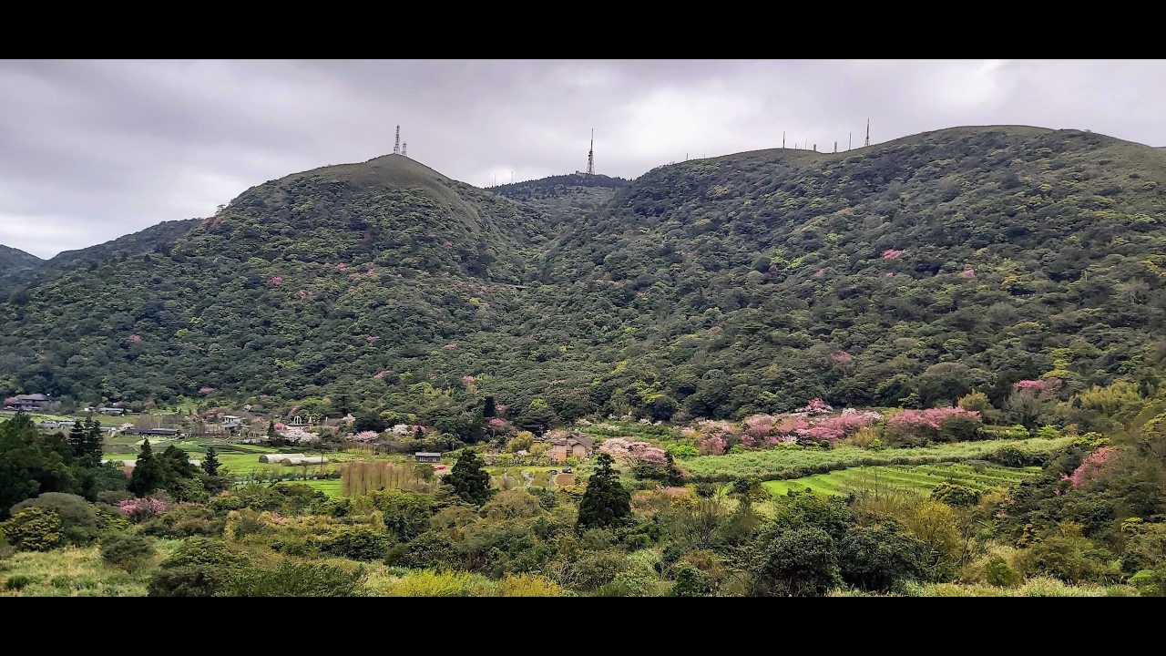大屯山賞快過期的櫻花/陽金公路橋上俯瞰竹子湖的絕美風景 0302