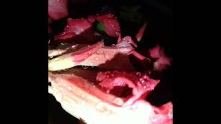 TODO ROSA - Levi