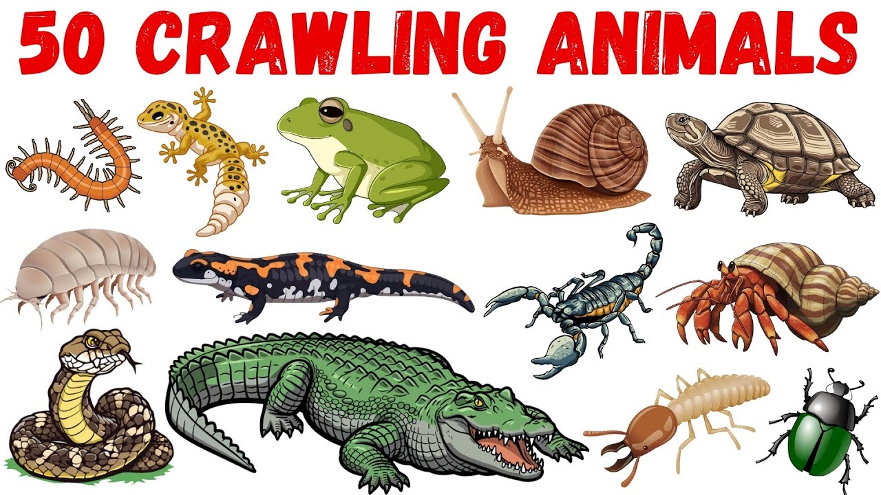 Crawling Animals Name | Crawling Animals in English | Names of crawling animals | English Vocabulary