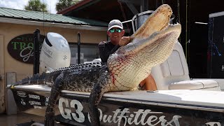 Hunting Giant Florida Gators