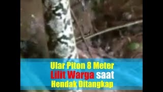 Video Detik-Detik Ular Piton 8 Meter Lilit Warga Saat Hendak Ditangkap
