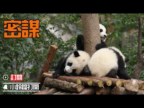 《熊貓早晚安》三隻糯米團子開小會 | iPanda熊貓頻道
