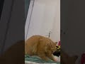Making biscuit
