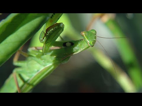 Praying Mantis Eating Giant Grasshopper | Moments of Wildlife FHD