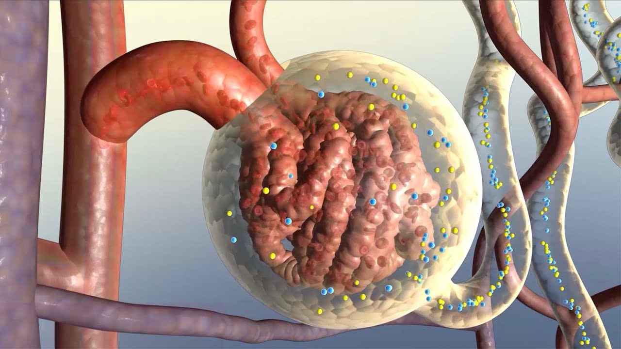 How Your Kidneys Work