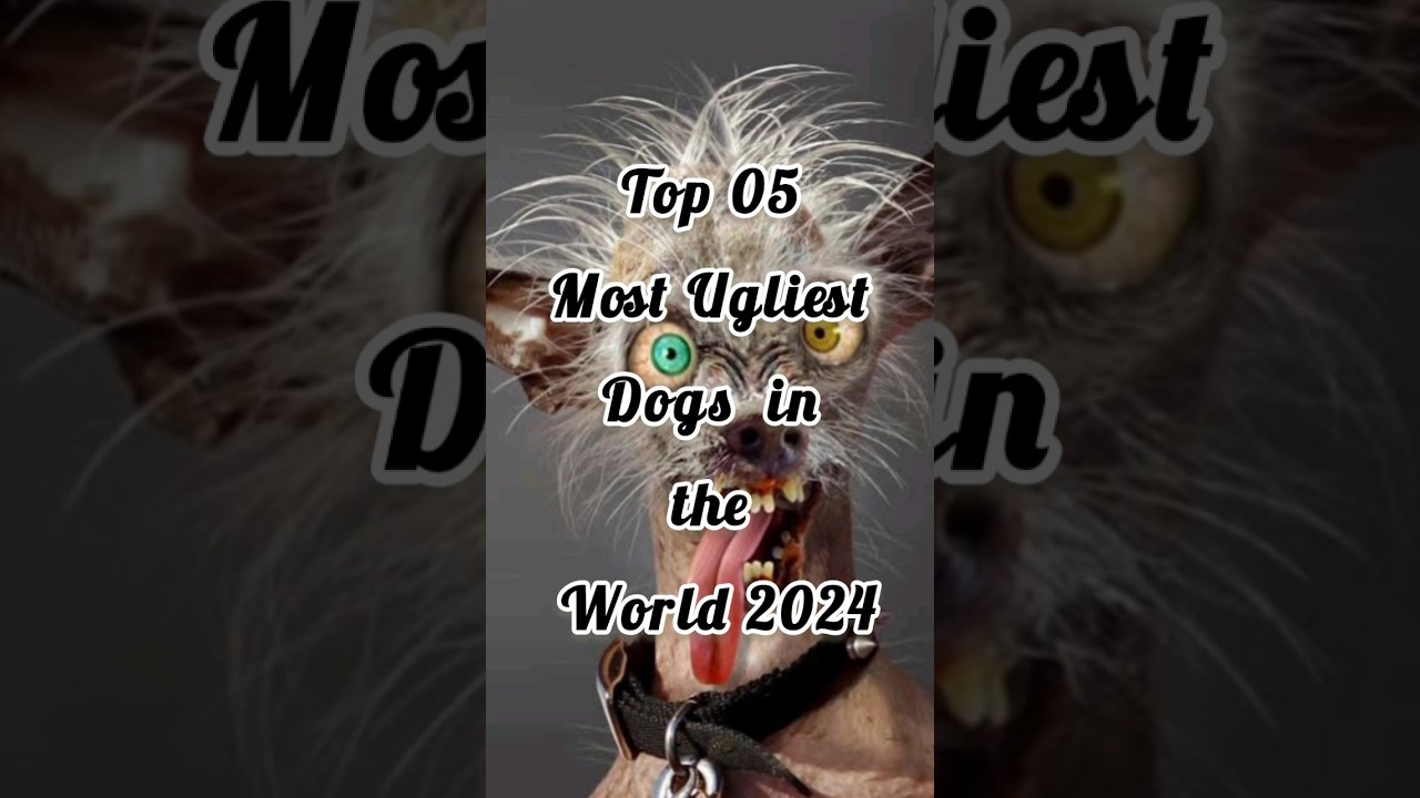 top 5 most ugliest dogs in the world 2024 