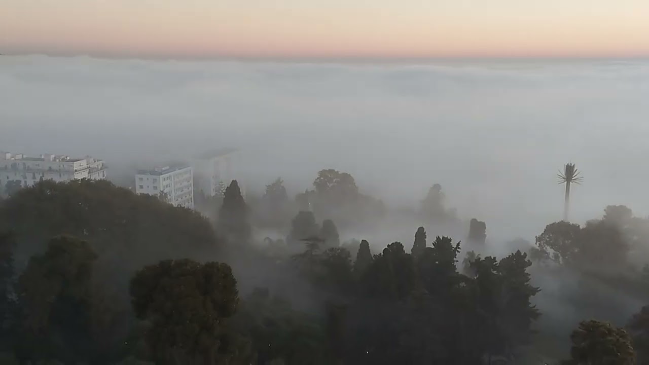 ضباب كثيف غطى كل Alger  25/02/26 صباح