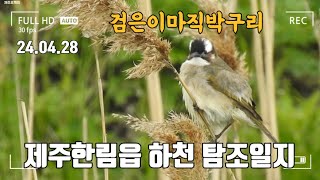 [탐조]검은이마 직박구리 울음소리 세수하는 도요새 물총새 제주한림읍 하천