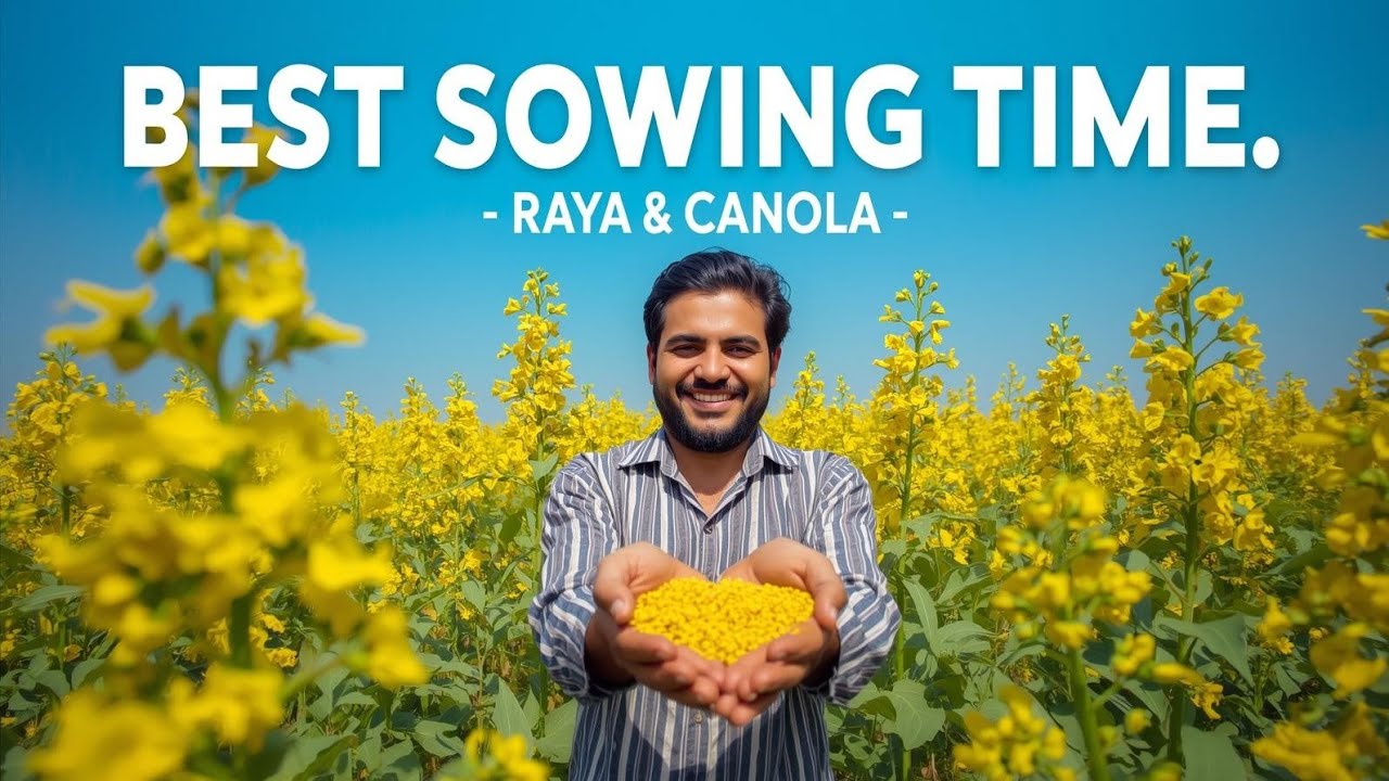 "Best Sowing Time for Raya & Canola | Mustard and Canola Farming Guide"