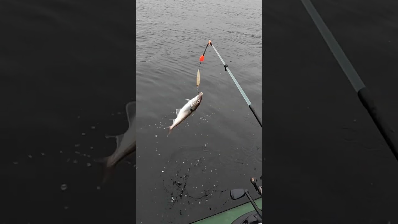 ТРЕСКА БЛЕСНА