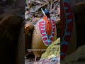 Watch this bird transform for Love