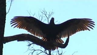 Black turkey vultures invade town