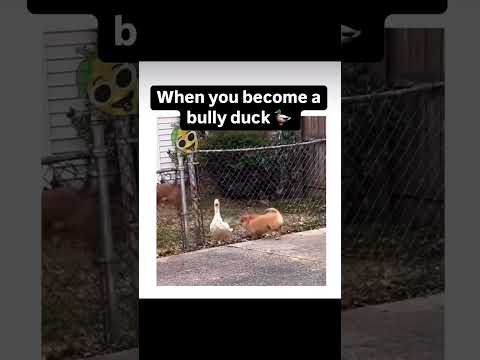 Bully Duck 🤣