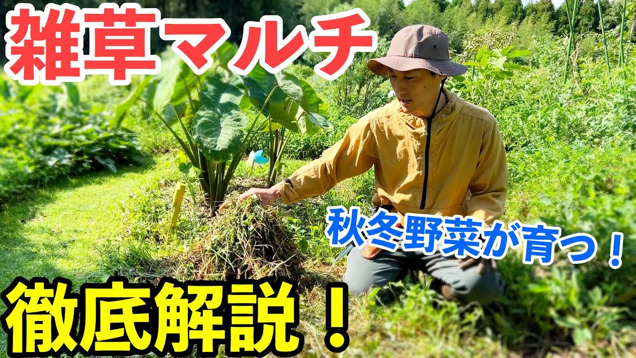 雑草敷くだけで野菜が育つ！？秋冬の雑草マルチ徹底解説！【自然農】